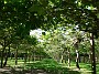 4.28- Des kiwis a perte de vue